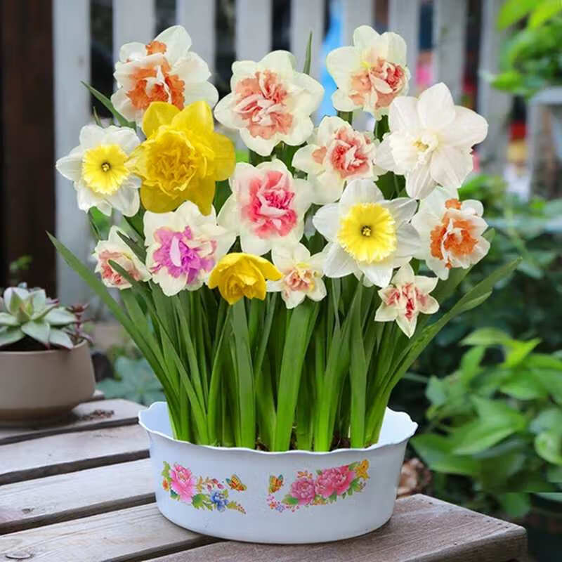洋水仙花种球室内阳台水培水养水仙室外盆栽花卉冬天种耐寒植物 颜色