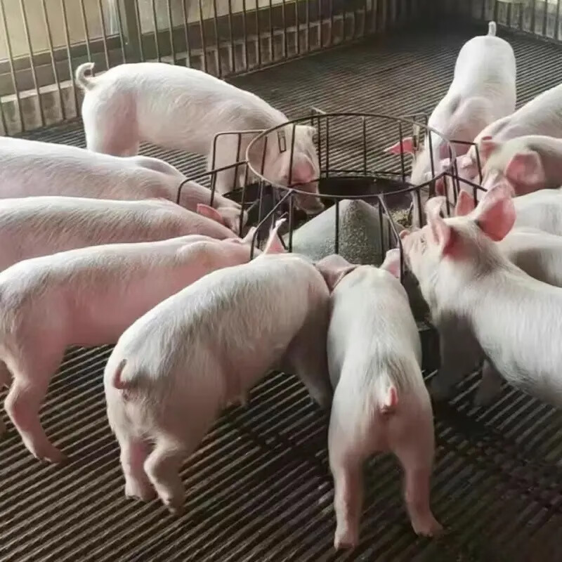 长白纯种母猪大白约克二元母猪美系杜洛克长白大约克种公猪仔猪苗 公