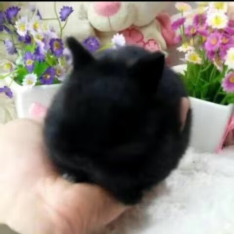 侏儒兔长不大迷你小型公主荷兰垂耳兔小白兔家养宠物兔 黑色侏儒兔