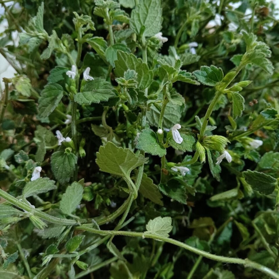 福建白花草新鲜白绒草白花茶匙红塔仔草万毒虎银针七老虎花北风草