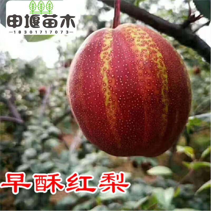 结果早酥红梨特大果树苗嫁接梨树苗 早酥红梨5年苗2颗 当年结果红色