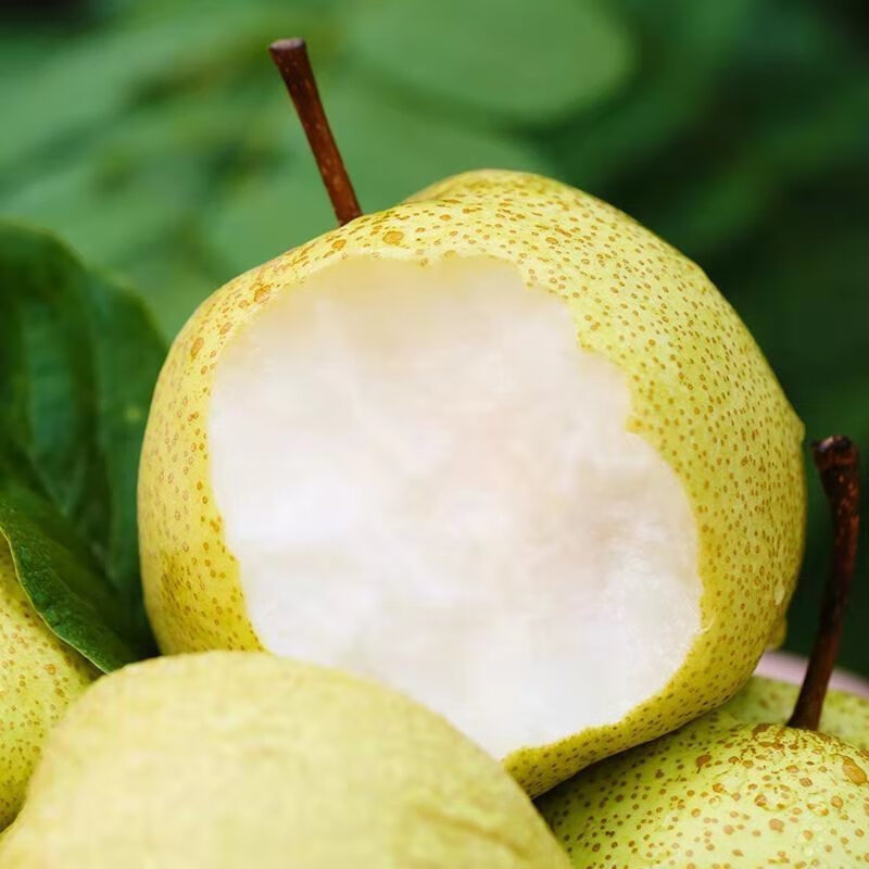 囧仙子正宗砀山梨子当季水果新鲜青皮青梨皇酥梨整箱应翠冠雪梨 3斤