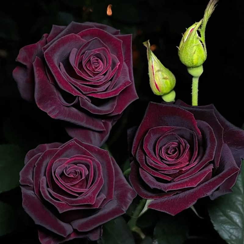 sui)浓香大花玫瑰花苗流星雨芽变黑巴克紫黑色阳台月季大苗盆栽花卉