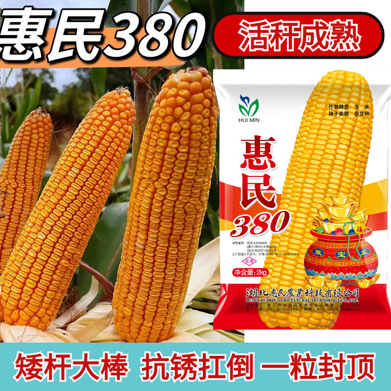 惠民380玉米种籽矮杆大棒高产 抗锈病抗倒 轴细齿深一粒封顶 惠民380
