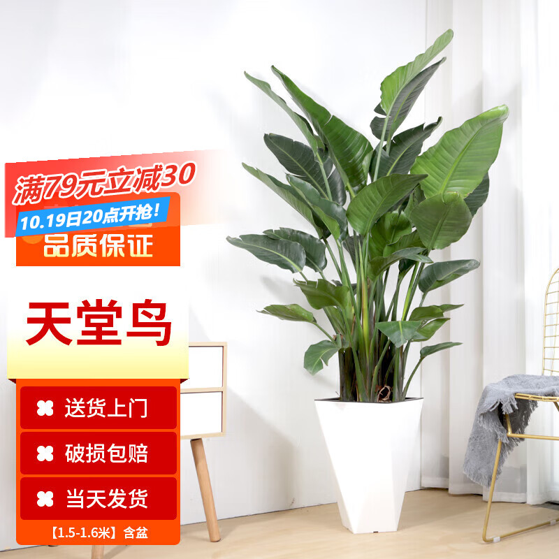 大型绿植商品历史价格查询|大型绿植价格比较