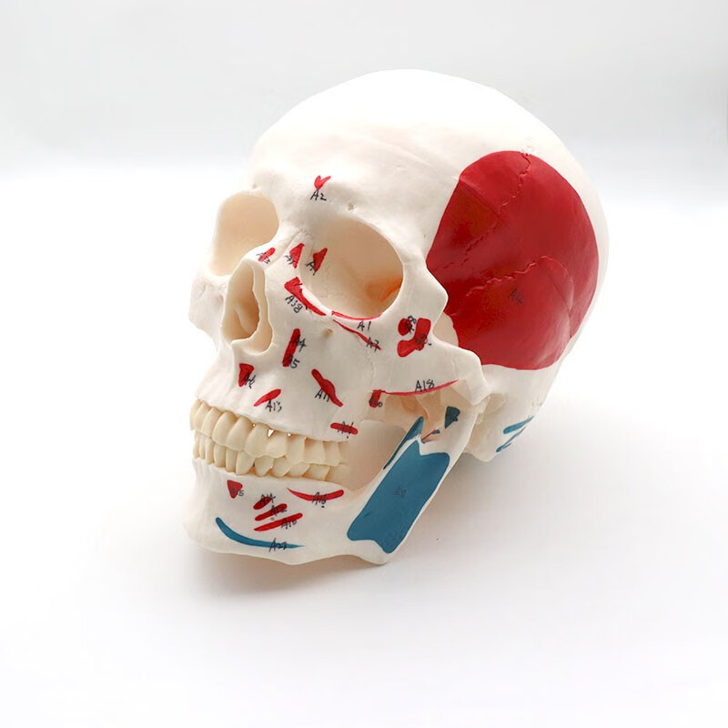 模型带数字标识仿真人体可拆卸牙齿用具 附肌肉起止点头骨模型mtg204