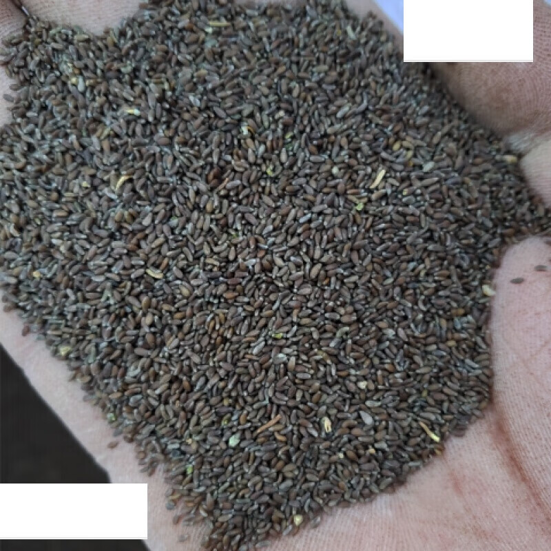 宜享健康沙蒿籽颗粒蒿籽面粉拉面剂250克500克1000克装 沙蒿籽颗粒