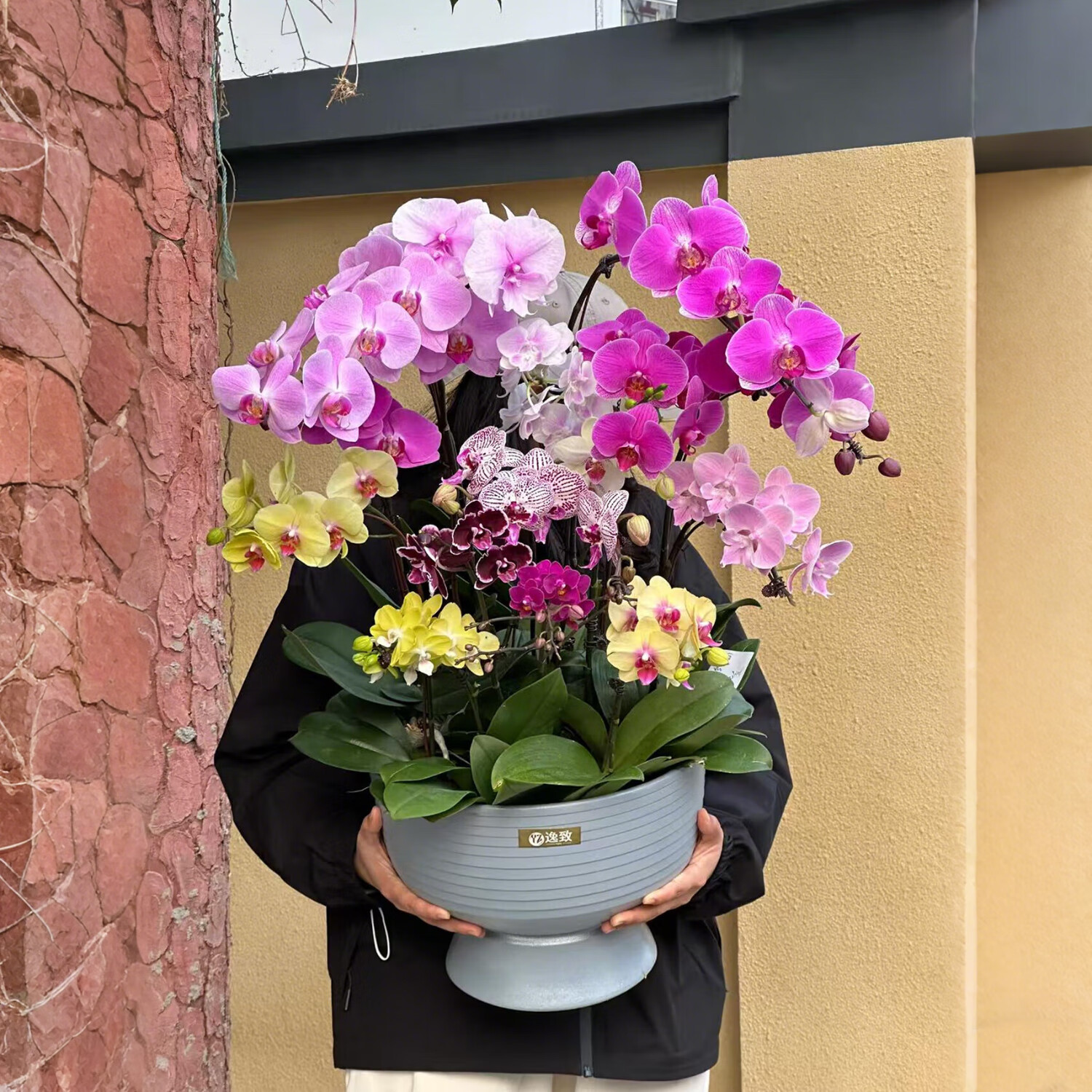 花城水調(diào)特級(jí)大蝴蝶蘭鮮花盆栽帶花苞真花大盆室內(nèi)辦公室桌面盆栽高檔禮物 12枝彩色隨機(jī)品種拼【配隨機(jī)瓷盆】