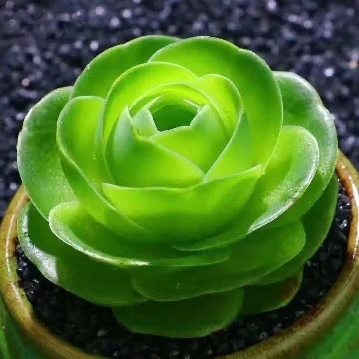 多肉植物耶罗玫瑰山地帕尔玛多肉花卉绿植盆栽小盆景粉玫瑰好养 粉