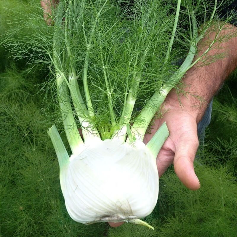 博卉球茎茴香种子割茬小茴香籽结球荷兰四季播春夏秋冬季种籽盆 球