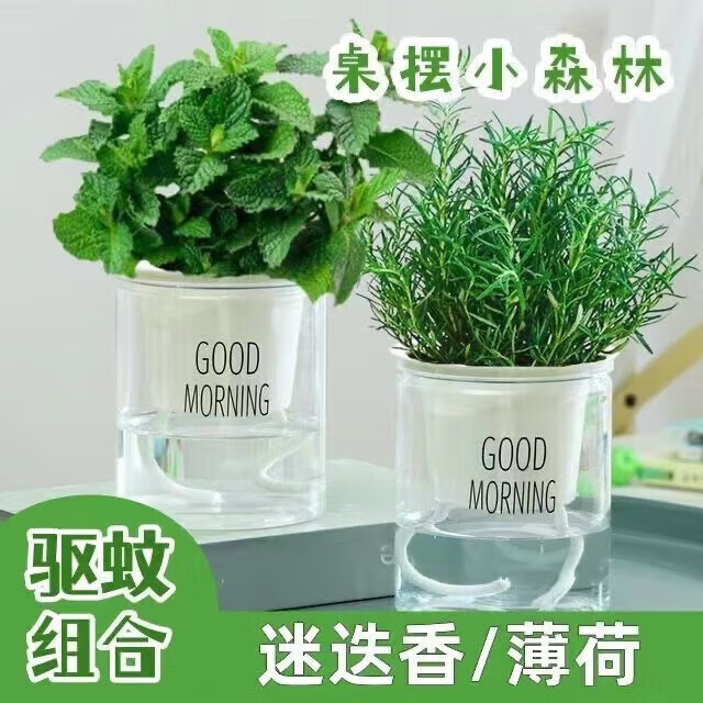 薄荷迷迭香盆栽可食用綠植桌擺驅(qū)蚊好養(yǎng)易活清香提神凈化空氣植物 2盆隨機裝