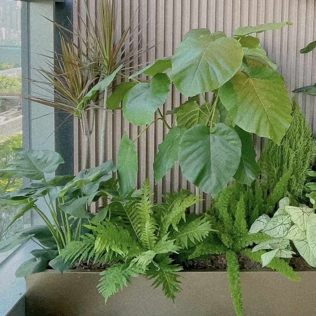 【广州/佛山】上门布置室内大型组合绿植办公室客厅阳台造景植物 组合