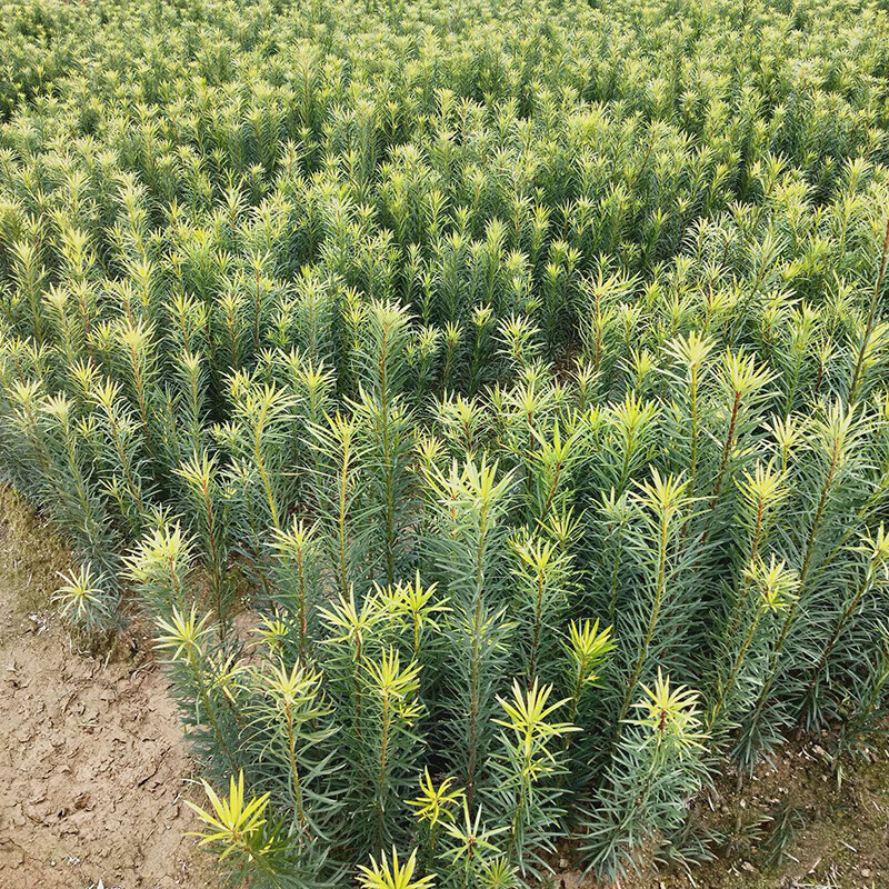 罗汉松苗10棵【20-30厘米高】 不含盆