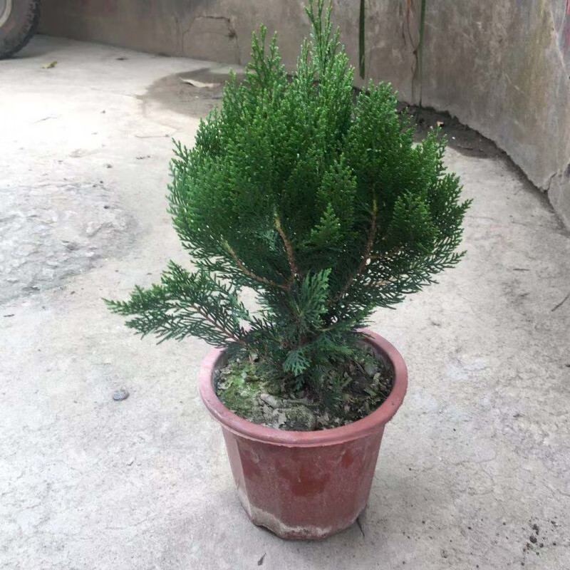 clcey柏树苗墓地带泥柏树侧柏龙柏盆景绿植除甲醛植物树苗易活净化