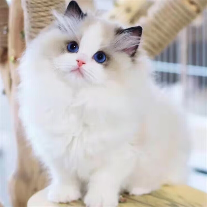 kitykiss纯种布偶猫仙女猫小猫活体长毛猫幼崽宠物猫咪活物布偶猫幼猫