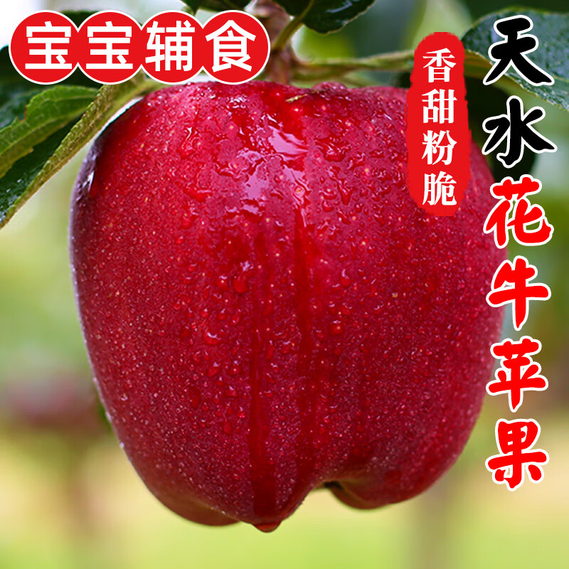 正宗天水花牛蘋果水果生鮮現(xiàn)摘現(xiàn)發(fā)陜西紅蛇果脆甜孕婦吃零食批發(fā) 花牛粉蘋果 9斤 果徑80-85mm