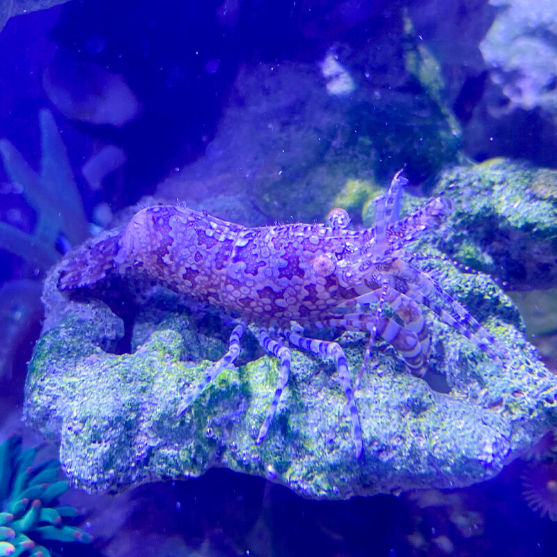 假绵羊虾薄荷虾机械虾珊瑚鱼缸海缸除藻清理残渣除垃圾观赏工具虾 假