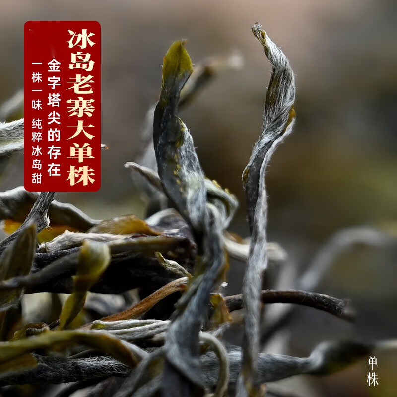 岩亥【2024头春茶】云南勐库冰岛老寨800古树大单株普洱茶生茶500克