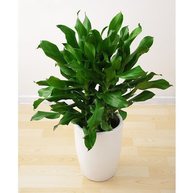 大型金边巴西铁螺纹铁植物花卉盆栽客厅室内阳台四季常青绿植富贵