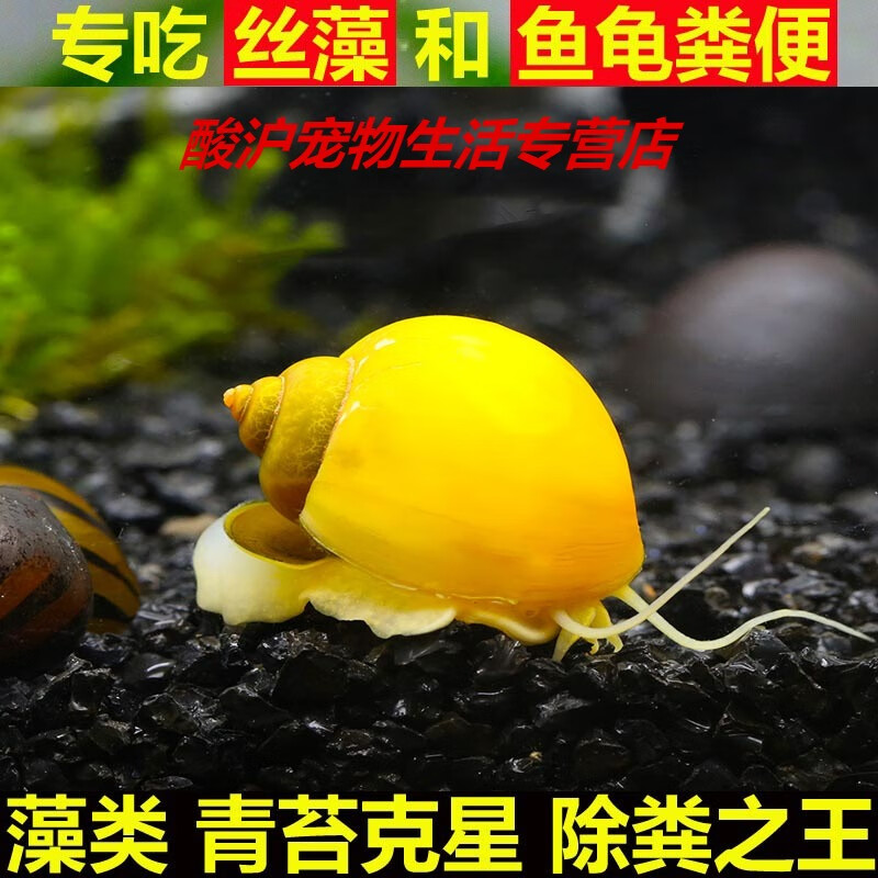 专吃鱼屎粪便的黄金螺观赏河蚌黑金刚食藻青苔清洁缸除藻冷淡 黄金螺2