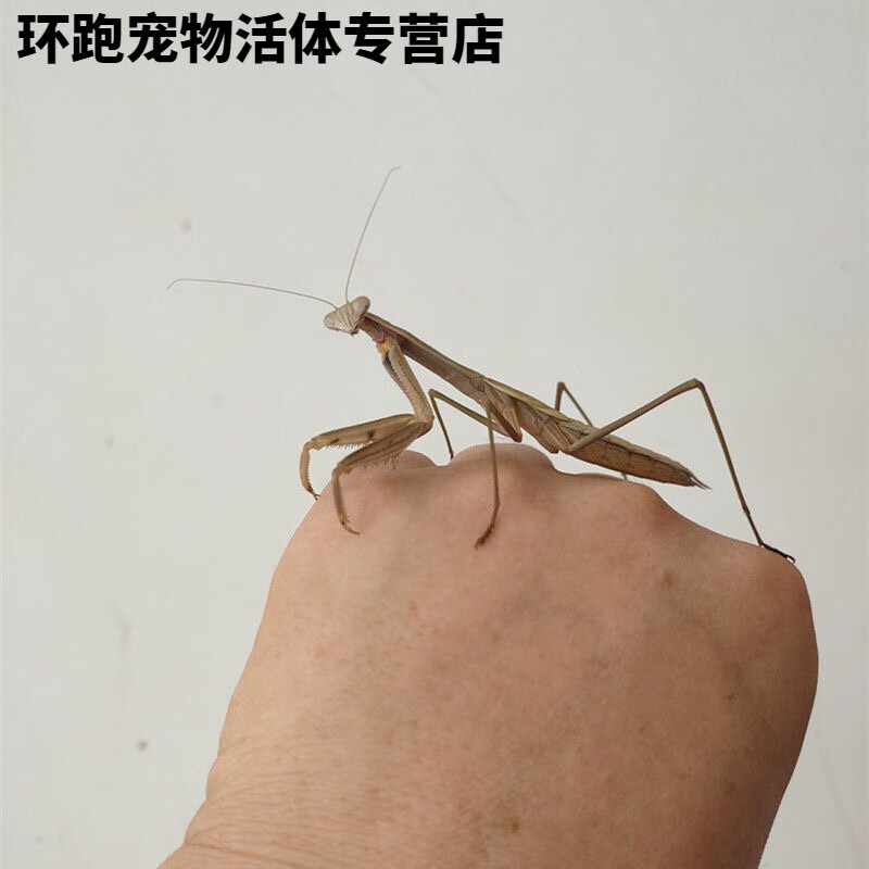 现货中华大刀兰花螳螂活体幼体个性爬宠爬虫宠物活体螳螂另有卵夹