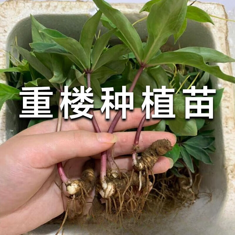 正宗名贵中药材种植苗重楼种子种苗独角莲七叶一枝花苗华滇重楼苗 1-2