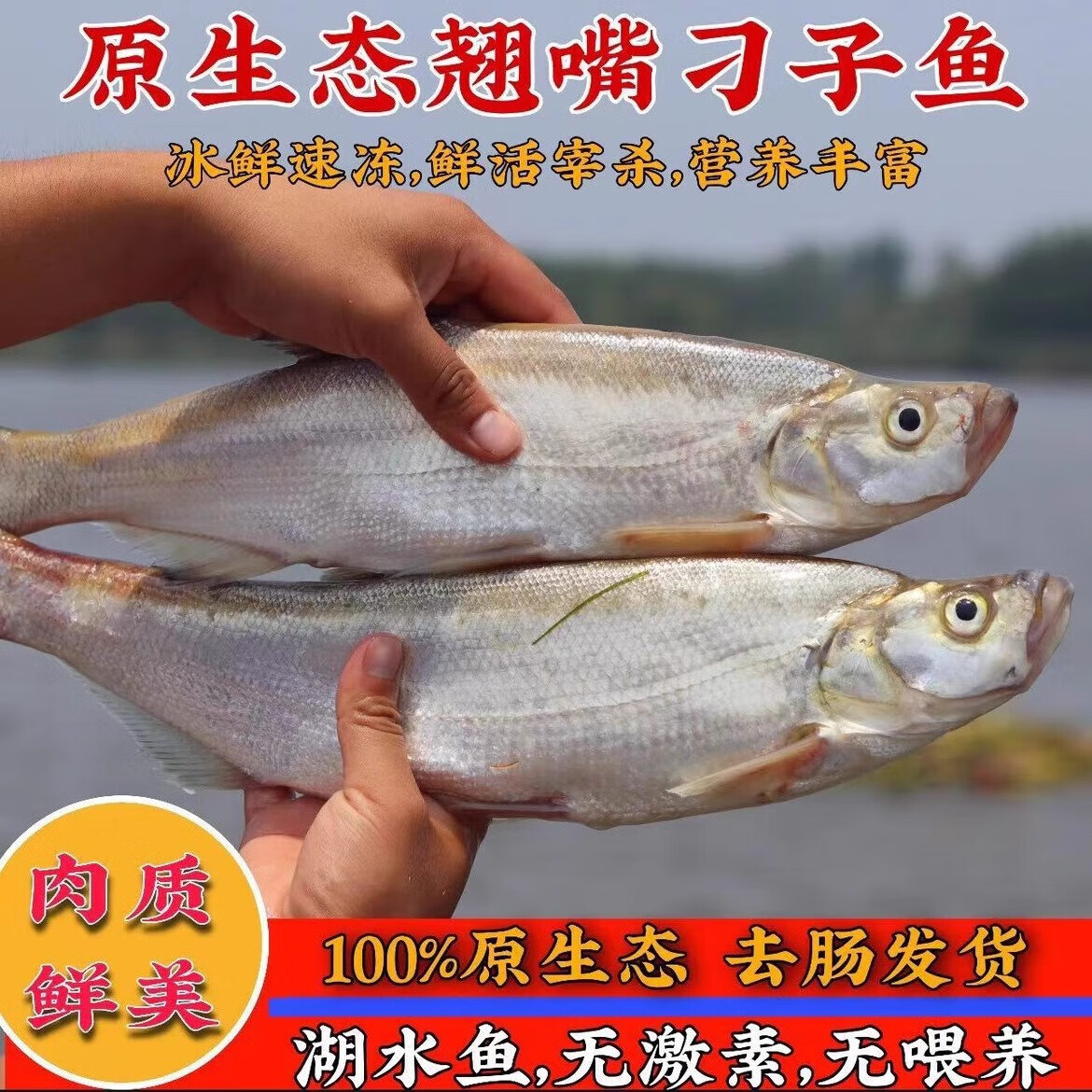 皓谦 翘嘴鱼大刁子鱼新鲜现杀白鱼微山湖生态淡水鱼翘壳白条鱼真空 一