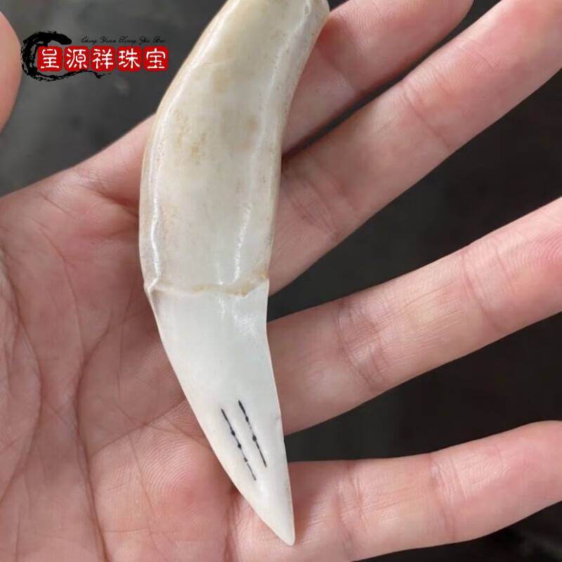 呈源祥 creorisetin古玩天然保真骆驼牙护身男女大气吊坠收藏真牙大号