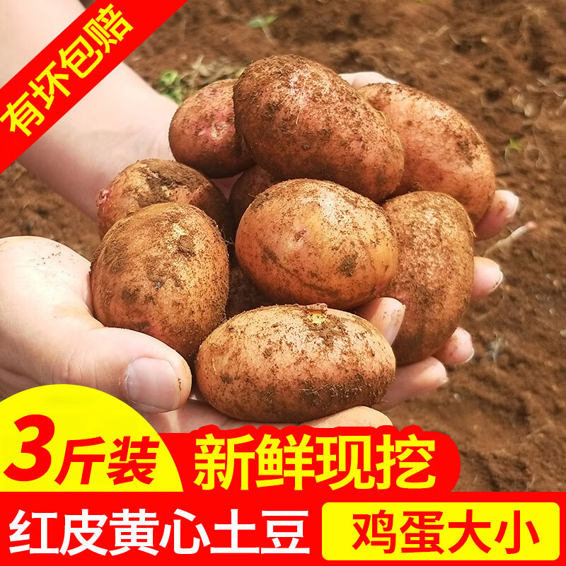 食花季云南高山黄心小土豆 新鲜洋洋 马铃薯 新鲜蔬菜 红皮黄心土豆 1.5kg