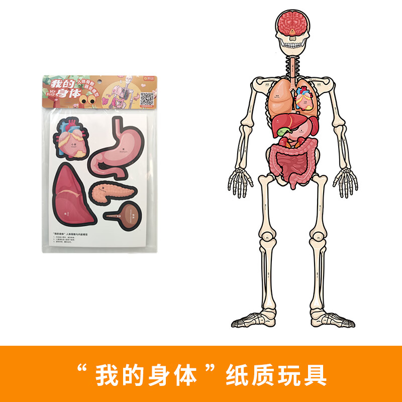 人体结构模型骨骼器官内脏拆卸身体骨架可动构造教具儿童玩具 "我的