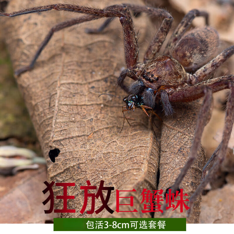 达泽侠狂放猎人蛛活体宠物蜘蛛狂放高脚蛛国产蜘蛛可散养蟑螂天敌苔藓
