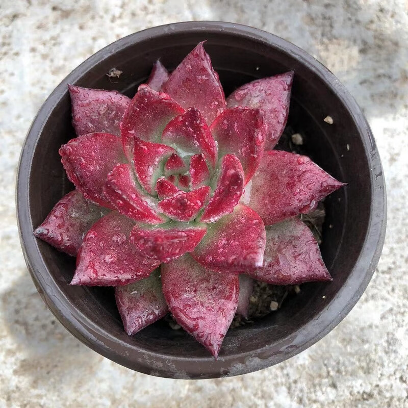 迎虞花苑超大单头多肉植物带盆发蓝石莲红心莲吉娃娃巨型多肉组合盆栽清棚 大盆红骑士(盆口径8.5cm) 简易塑料盆种好