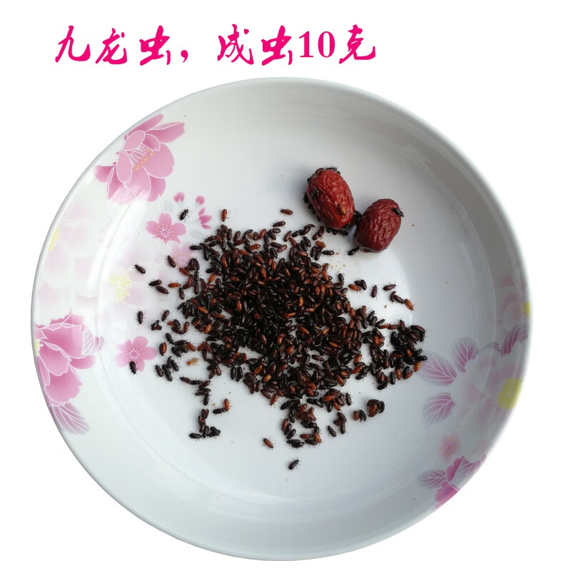 正宗九龙虫活体洋虫长寿虫虫食材喂养全国包活 成虫10克(约780只)  赠