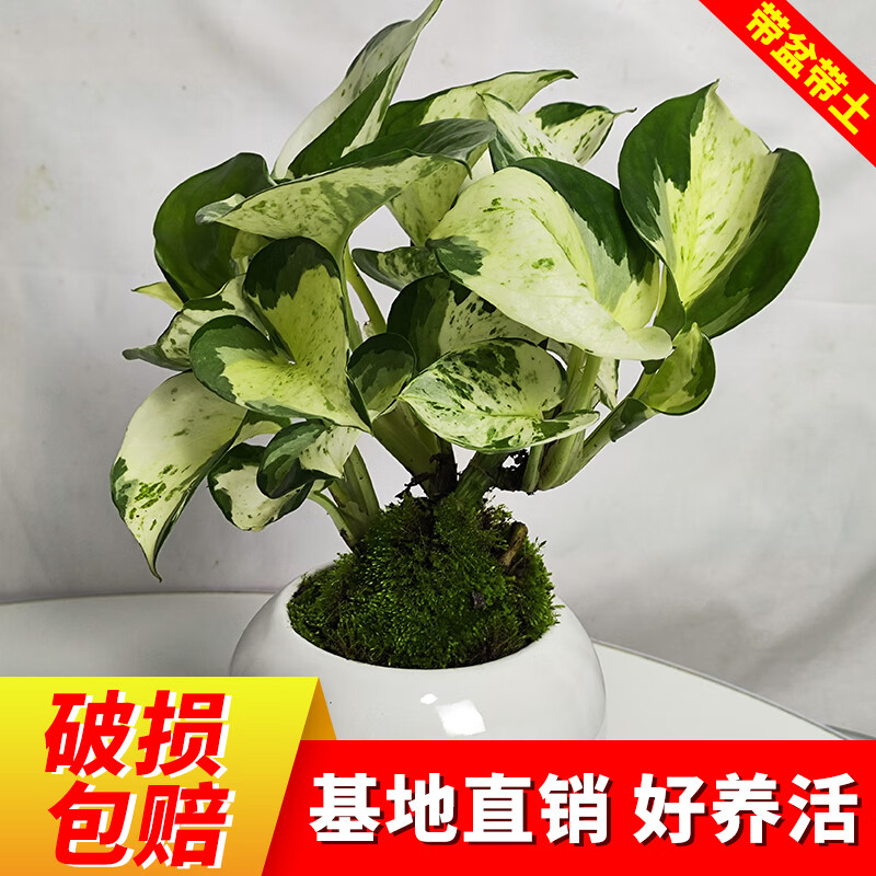 慧丰利邦快乐叶子花叶绿萝盆栽好养办公室内桌面绿植物长藤垂吊
