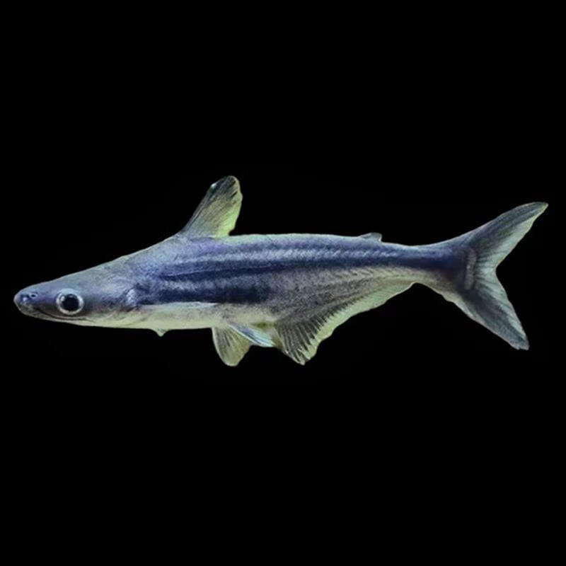 沃韦朗（VOONLINE）淡水蓝鲨观赏鱼热带鱼清洁鱼大型鱼龙鱼配鱼白化鲨鱼活体 蓝鲨10-12cm 1条