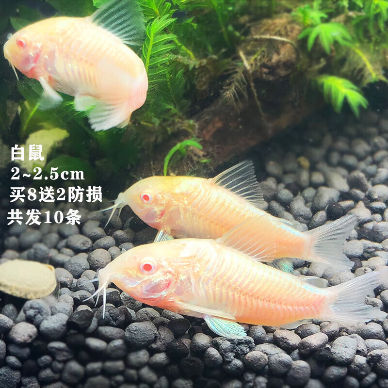 老鼠鱼清洁鱼活体白老鼠鱼活体热带鱼鱼活体老鼠鱼鼠鱼活体好养 白