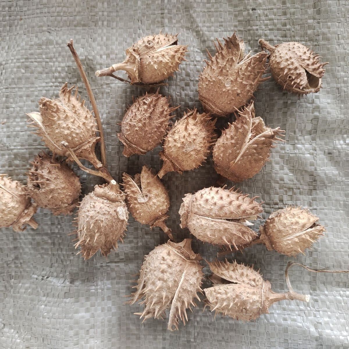 北京同仁堂野生中药材臭麻子:曼陀罗籽:泡酒野茄子:仙桃:果实种子花