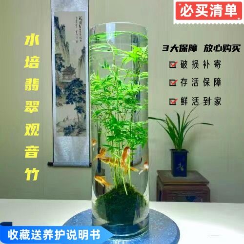 春生秋收魚(yú)缸圓柱形可水培翡翠觀音竹包苔蘚球造景盆栽綠植物水培立式魚(yú)缸 收藏養(yǎng)護(hù)說(shuō)明書(shū) 【加玻璃缸款】12寬x30高+1棵翡翠觀音竹