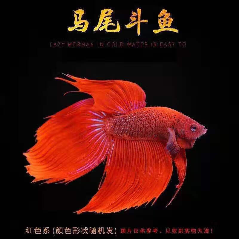 墨一热带观赏鱼泰国斗鱼活体马尾狮王半月将军母鱼淡水鱼小型鱼打架鱼