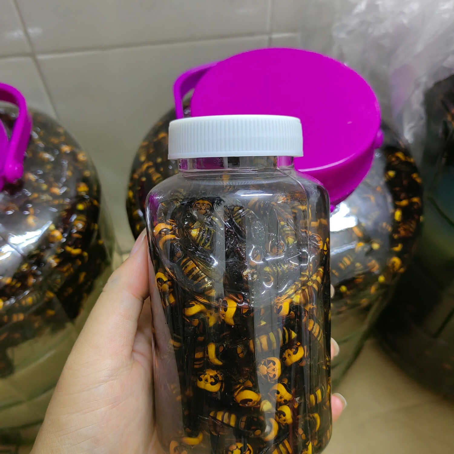 马蜂酒泡酒材材料金环虎头蜂活体野生马蜂诱蜂水原材料  虎头蜂纯 100只金环虎头蜂(个大)(24新蜂)