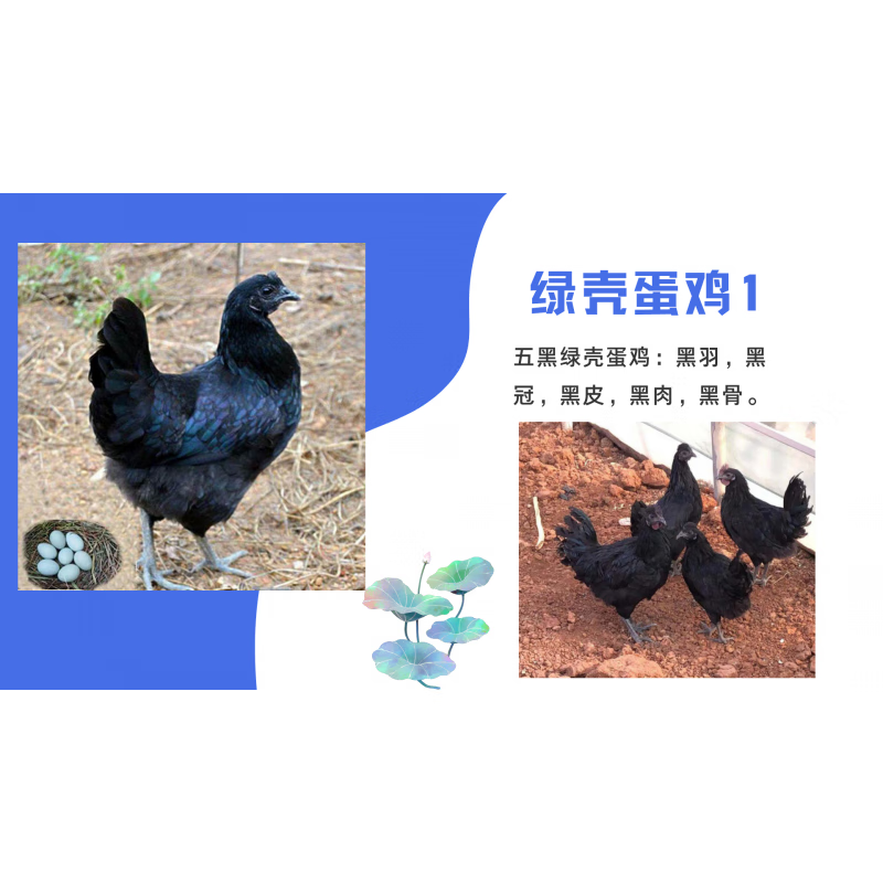 黑羽绿壳蛋鸡简介图片
