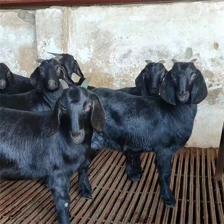 纯种努比亚黑山羊怀孕母羊活羊种公羊小羊羔活苗养殖技术