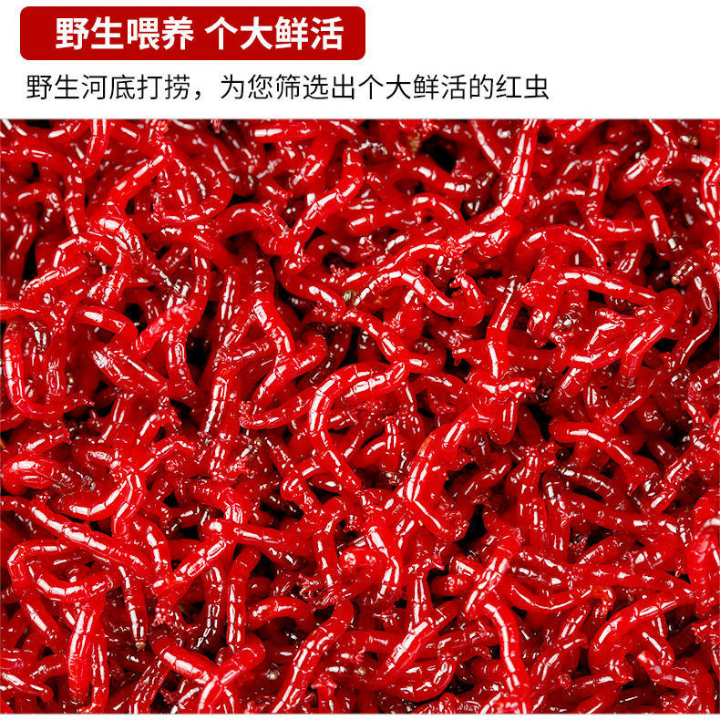 维诺亚新鲜活红虫活饵天津黑头公虫特大号野钓喂鱼食小红虫拉饵红虫