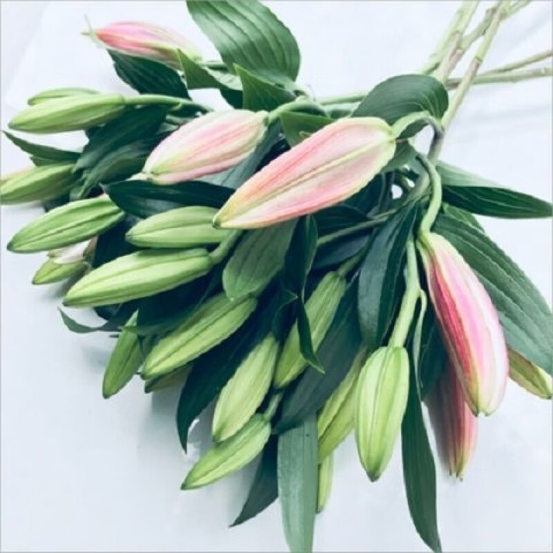 禾之润香水百合花鲜花云南昆明基地直发批鲜切家用水养插花 随机3色混搭20朵 关注店铺送进口营养液