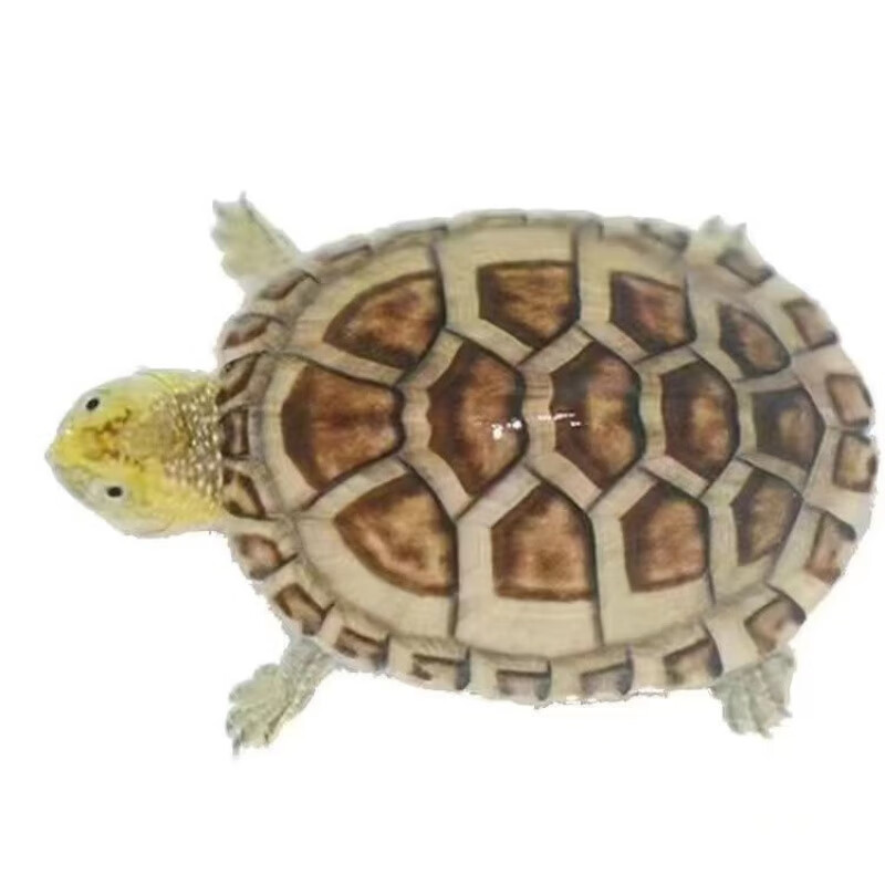 剃刀龟巨头蛋龟虎纹蛋龟红面蛋龟果核龟圆澳龟蛇颈龟玛塔龟木纹龟