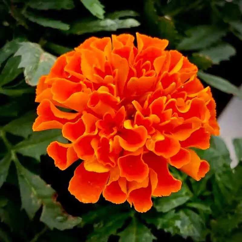 孔雀草种子【红色 】 500粒 肥料