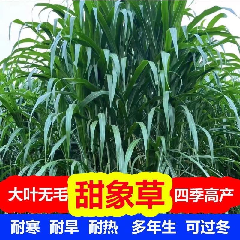 谷真大叶无毛甜象草3号牧草种子四季常青冻不死喂牛羊鱼高产畜牧草籽