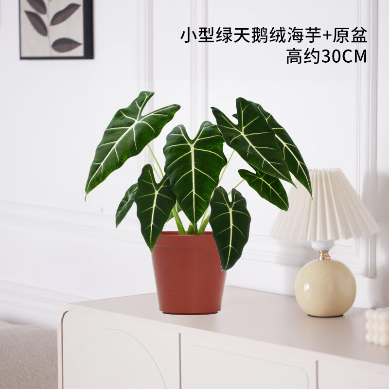 臨雅綠天鵝絨海芋盆栽白犀牛天鵝絨綠植竹芋室內(nèi)客廳陽臺(tái)觀葉網(wǎng)紅植物 綠天鵝絨海芋+原盆(高約30cm)