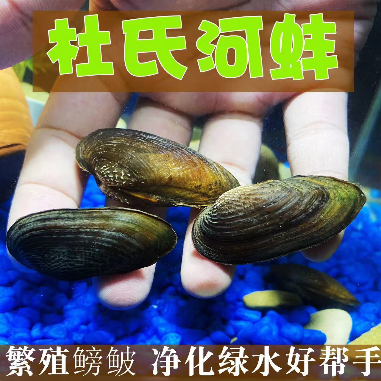 专吃鱼屎粪便杜氏小河蚌冷水淡水河蚬净水工具原生小河蚌鳑鲏繁殖 3-5