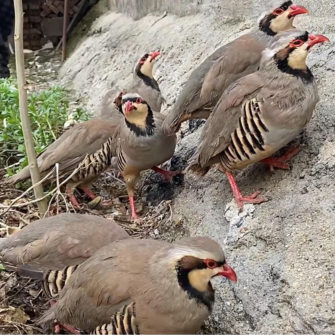 青年鹧鸪两只 一公一母